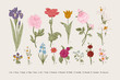 Classical botanical illustration. Victorian garden flowers. Vector vintage set.