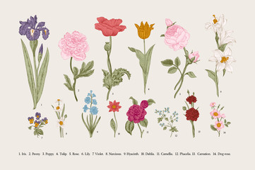 Wall Mural - Classical botanical illustration. Victorian garden flowers. Vector vintage set.
