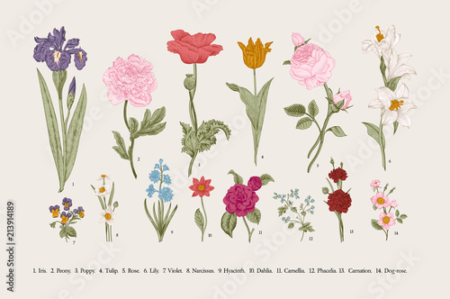 Fotografía Classical botanical illustration