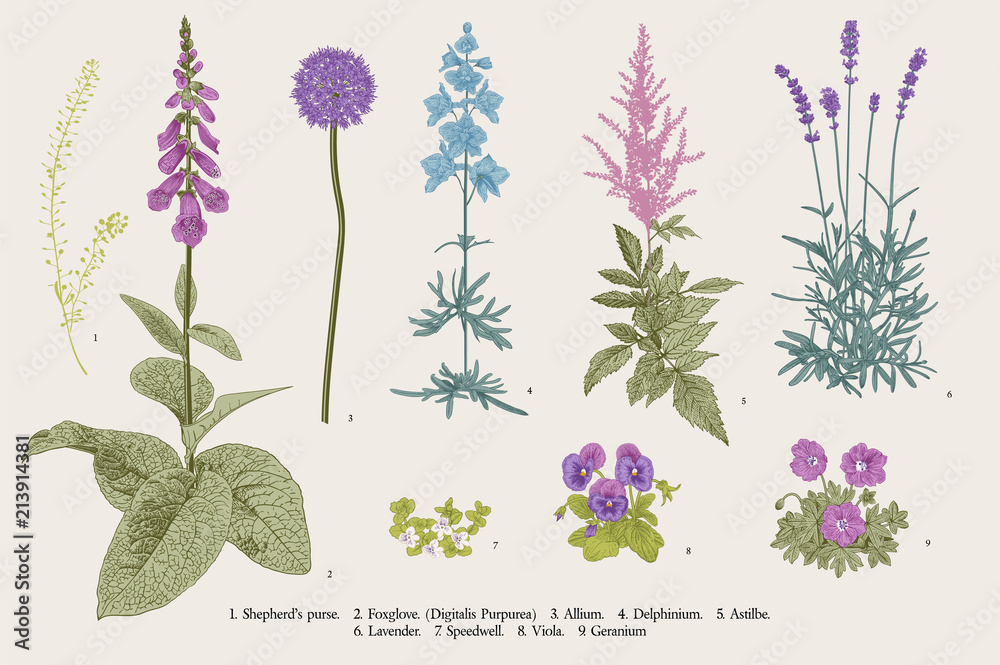 Set garden flowers. Classical botanical illustration. Blue, violet, pink, purple flowers - obrazy, fototapety, plakaty 