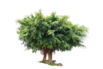 Poster - Beautiful big tree isolated on white background.included clipping path.