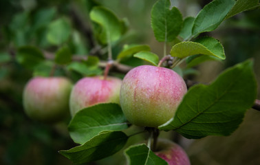 Wall Mural - Ripe apples in the orchard