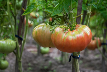 Wall Mural - Ripe giant red tomatoes