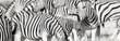 Zebra herd oblong