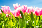 Fototapeta Tulipany - Amazing pink tulips with soft petals on blue sky background. Symbol of love and short term beauty. 