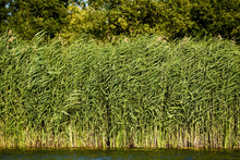 Reed Growing On The River, Summer In Poland.