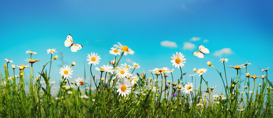 Chamomiles daisies macro in summer spring field on background blue sky with sunshine and a flying white butterfly, close-up macro. Summer landscape, natura with copy space, panoramic view.