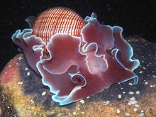 Bubble Snail Rose Petal-Hydatina Physis In Sydney, Australia