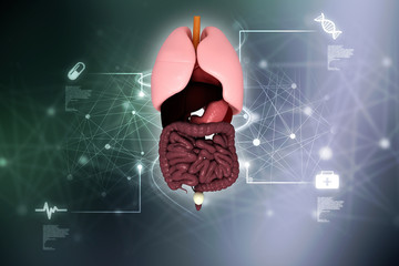   3d illustration digestive system