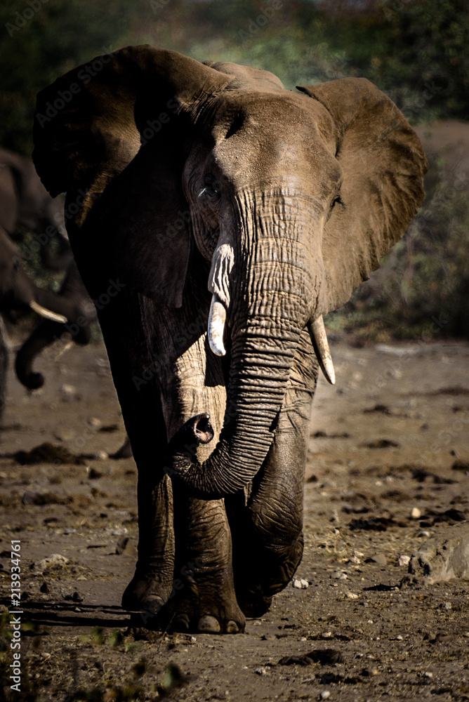 Elefant (Bulle) im Krüger National Park, Südafrika - obrazy, fototapety, plakaty 