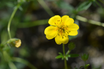 Alpine Cinquefoil