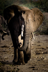 Wall Mural - Elefant (Bulle) im Krüger National Park, Südafrika