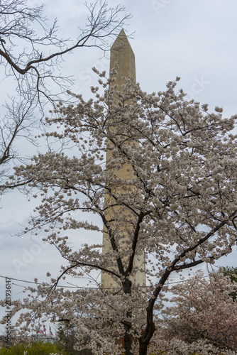Stampa su Tela Washington Monument surrounded by blossoming almond trees