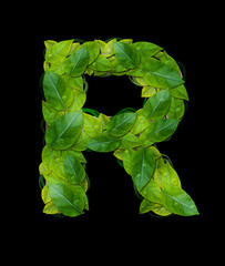 Alphabet letters from leaves 