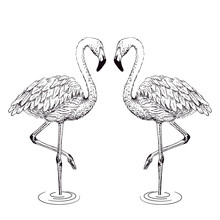 Flamingo Sketch Vector Illustration.