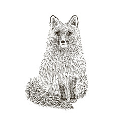 Fox sketch. Hand drawn vector illustration.