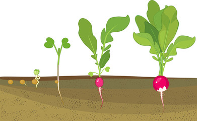 Wall Mural - Stages of radish growth from seed and sprout to harvest. Plants showing root structure below ground level on vegetable patch