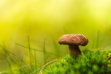 Small Brown Mushroom In Moss On Vivid Green Background. Wet From Morning Dew Or Rain.  Amazing Natural Scene. Macro And Detailed Photo.