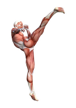 3D Rendering Male Anatomy Figure on White