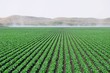 Landscape of green farm field in California, United States