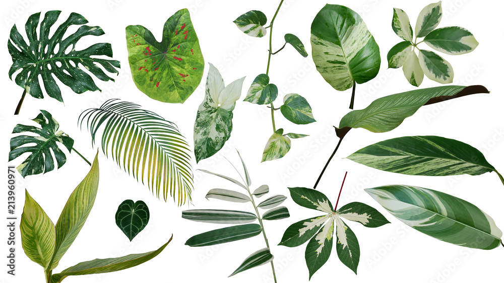 Tropical leaves variegated foliage exotic nature plants set isolated on white background, clipping path with plant common name included (Monstera, palm leaf, Devil's ivy, ginger, bamboo, etc.). - obrazy, fototapety, plakaty 