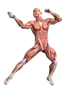 3D Rendering Male Anatomy Figure on White