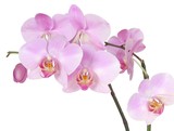Fototapeta Storczyk - Storczyk orchid pink