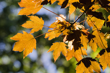 Wall Mural - tree leaves in close up