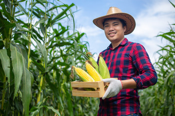 Wall Mural - Asian farmers hold corn stored in wooden boxes in corn fields to check the quality of corn.