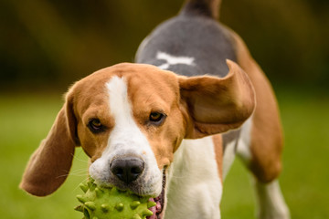 Beagle dog pet run and fun outdoor. Dog i garden in summer sunny day with ball having fun