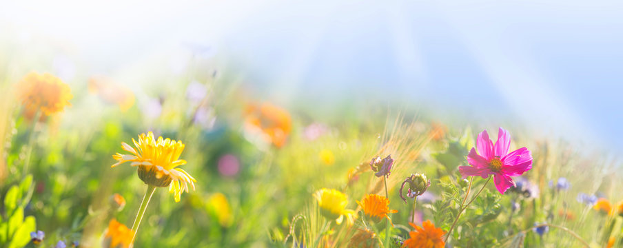 Fototapete - Bunte Wiese mit Wildblumen -  Sommer  -  Banner  -  Panorama