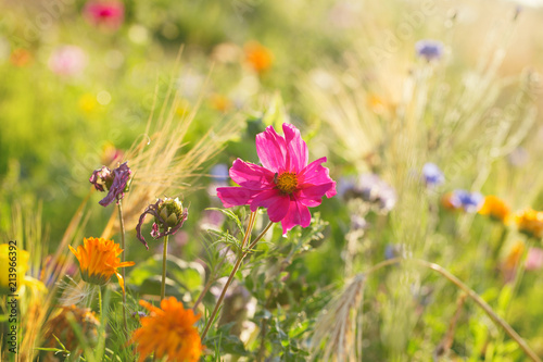 Wildblumen am Ackerrand