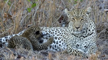 Wall Mural - Female leopard with a tiny cub suckling on her.