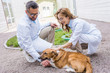 © LIGHTFIELD STUDIOS - two veterinarians palming dog on yard at veterinary clinic