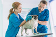 © LIGHTFIELD STUDIOS - two veterinarians making injection to pug dog at veterinary clinic