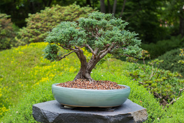 close up picture of bonsai tree in japanese garden