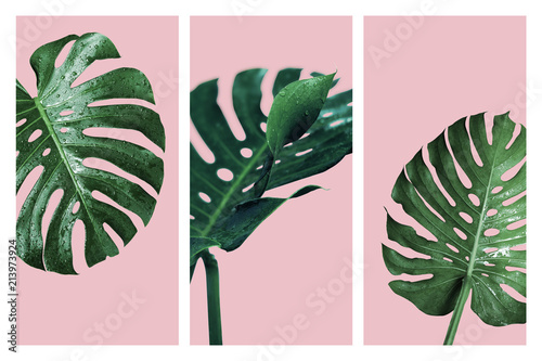 Cuadros en Lienzo Monstera deliciosa or swiss cheese plant tropical leaves and water drop isolated
