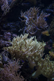 Underwater Coral Reef