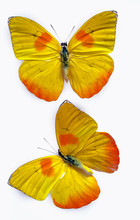 Close Up On A Phoebis Philea Butterfly Isolated On White Background Commonly Known As Orange Barred Sulphur