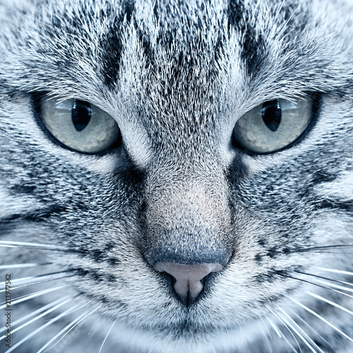 Portrait Of A Cat Green Eyes Close Up Black And White Toning