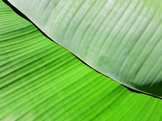 Green banana leaves