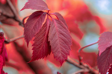 Red Leaves Of A Tree