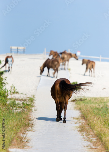 Plakat Dzikie konie idąc ścieżką do plaży Assateague Island National Seashore