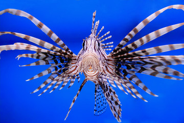 Wall Mural - Aquarium fish