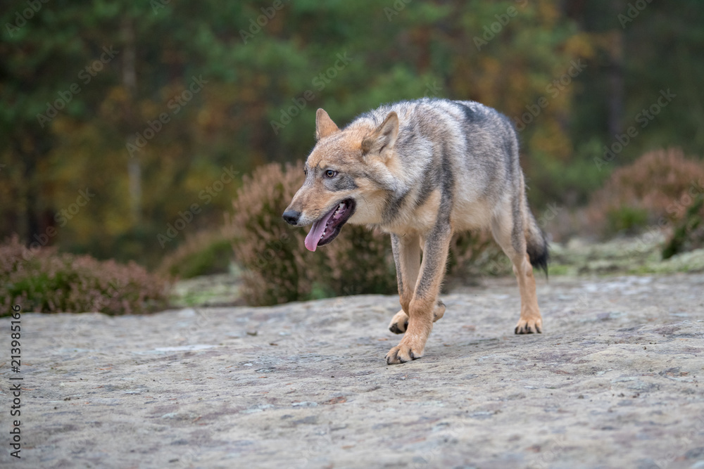 Close up portrait of a grey wolf (Canis Lupus) also known as Timber ...