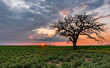 Sunrise sunset over farm fields with the silhouette of a tree. Colorful, cloudy sky over farm land. Concepts of farming, agriculture, summer