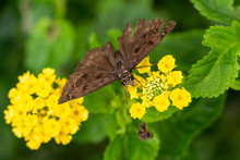 Horace's Duskywing Butterfly (Erynnis Horatius), Male, Feeding On Pineland Lantana Flower (lantana Depressa) - Davie, Florida, USA