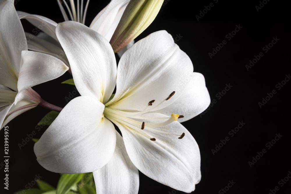 White Lily on a black background. - obrazy, fototapety, plakaty 