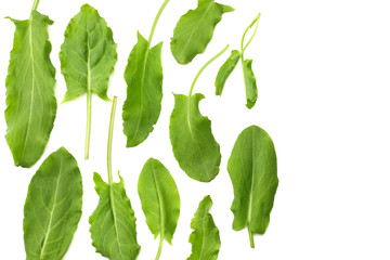 Wall Mural - fresh sorrel, garden sorrel, rumex acetosa, green leaves, isolated on white background. Top view