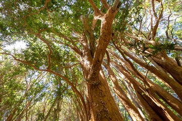 Wall Mural - Arrayanes Trees (Chilean Myrtle) with orange trunk at Arrayanes National Park - Villa La Angostura, Patagonia, Argentina